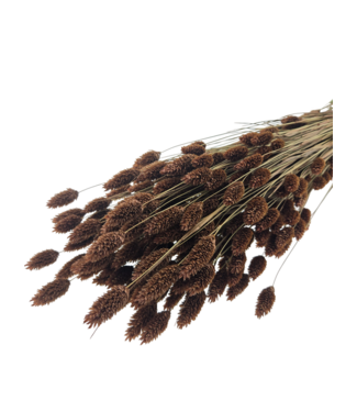 Dutch Dried Braune Phalaris Trockenblumen | Länge ± 65 Zentimeter | Gewicht ± 150 Gramm