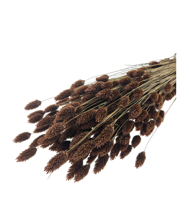 Phalaris séchées brunes | Longueur ± 65 centimètres | Poids ± 150 grammes