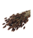Phalaris séchées brunes | Longueur ± 65 centimètres | Poids ± 150 grammes