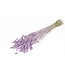 Phalaris séchées Lilac Misty | Longueur ± 65 centimètres | Poids ± 150 grammes