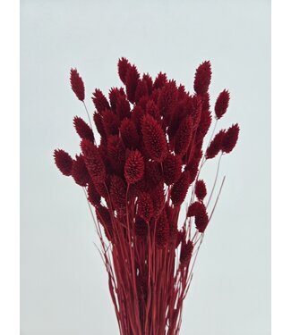Casa Alegria Phalaris rouge fleurs séchées | Longueur ± 65 centimètres | Poids ± 150 grammes