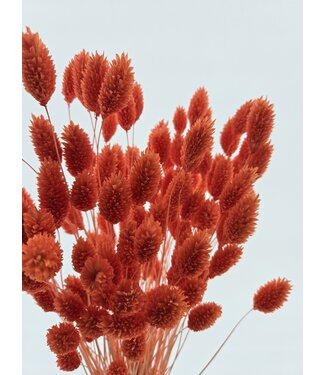 Dolce Vita Orange Phalaris dried flowers | Length ± 65 centimetres | Weight ± 150 grams