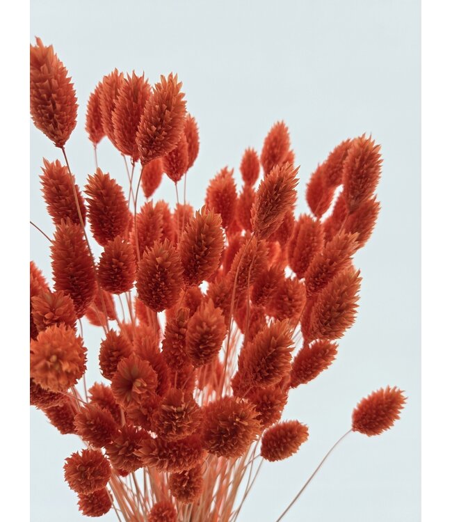 Orange Phalaris dried flowers | Length ± 65 centimetres | Weight ± 150 grams