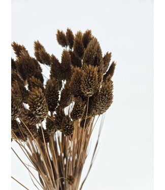 Dolce Vita Brown Phalaris dried flowers | Length ± 65 centimetres | Weight ± 150 grams
