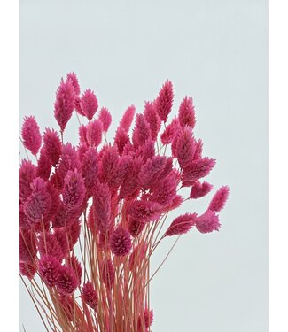 Dolce Vita Dunkelrosa Phalaris Trockenblumen | Länge ± 65 Zentimeter | Gewicht ± 150 Gramm