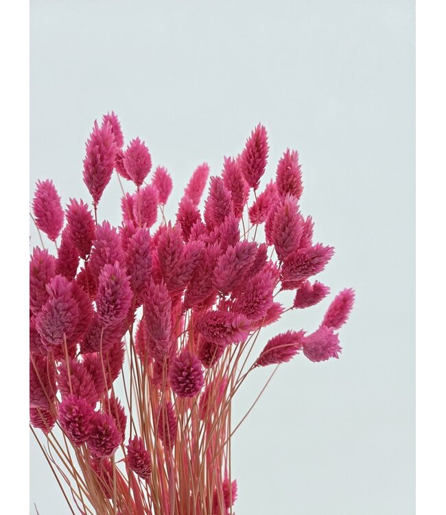 Phalaris séchées rose foncé | Longueur ± 65 centimètres | Poids ± 150 grammes