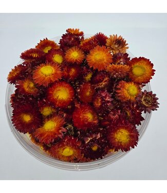 Dutch Dried Köpfe Rotes Helichrysum - Strohblumen | In wiederverschließbarem Eimer | Gewicht ± 100 Gramm