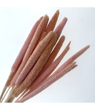 Casa Alegria Extra Light Pink Babala dried flowers | Length ± 65 centimetres | Per 15 stems