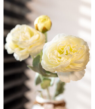 Dutch Dried Weiße Ranunkeln | Ranunculus oder Butterblumen Kunstblumen | Länge ± 50 Zentimeter | Mit 3 Blumen pro Stiel