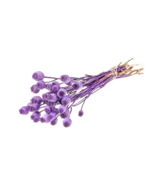 Dutch Dried Purple Papaver Somniferum dried flowers | Length ± 65 centimetres | Weight ± 200 grams