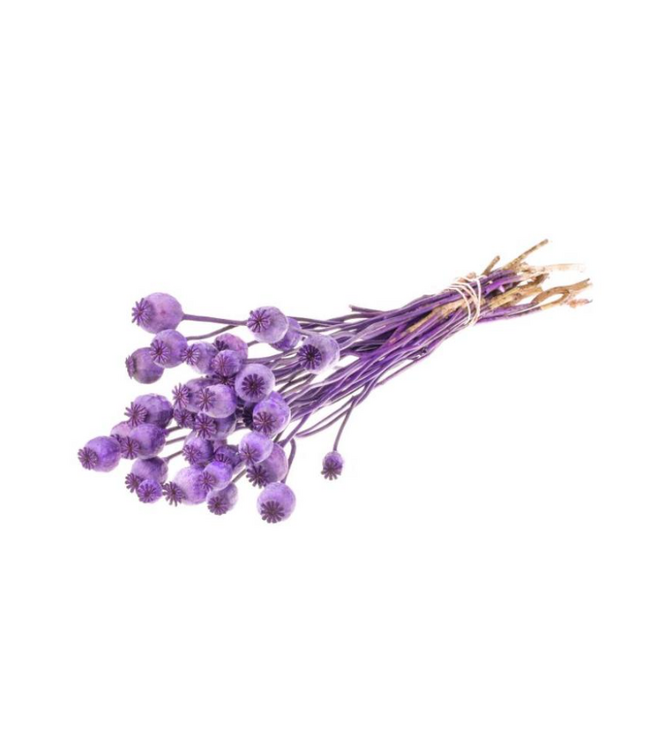 Purple Papaver Somniferum dried flowers | Length ± 65 centimetres | Weight ± 200 grams