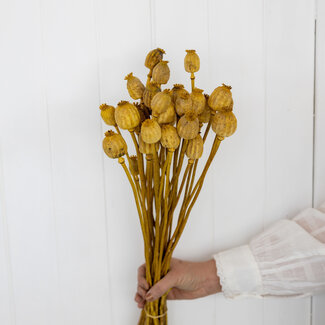 Dutch Dried Pavot Somnifère Jaune fleurs séchées | Longueur ± 65 centimètres | Poids ± 200 grammes