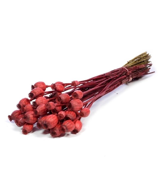 Red Papaver Somniferum dried flowers | Length ± 65 centimetres | Weight ± 200 grams