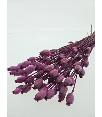 Dutch Dried Fuchsia paarse Papaver Somniferum droogbloemen | Lengte ± 65 centimeter | Gewicht ± 200 gram