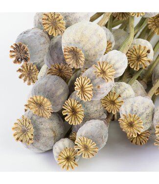 Dutch Dried Papaver somniferum séchées naturelles | Longueur ± 65 centimètres | Poids ± 200 grammes