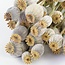 Natural Papaver Somniferum dried flowers | Length ± 65 centimetres | Weight ± 200 grams