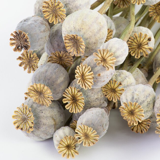 Natural Papaver Somniferum dried flowers | Length ± 65 centimetres | Weight ± 200 grams