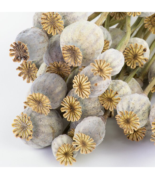 Papaver Somniferum séchées naturelles | Longueur ± 65 centimètres | Poids ± 200 grammes