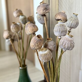 Dutch Dried Papaver Somniferum XL dried flowers | Length ± 65 centimetres | Per 10 stems