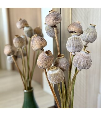 Dutch Dried Papaver Somniferum XL droogbloemen | Lengte ± 65 centimeter | Per 10 takken