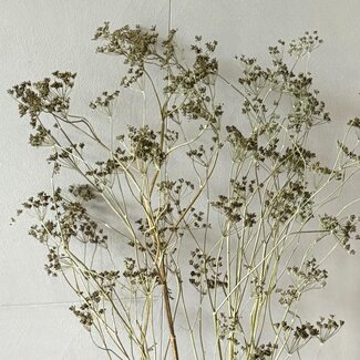 Dutch Dried Naturel groene Anethum Dille droogbloemen | Lengte ± 90 centimeter | Gewicht ± 150 gram
