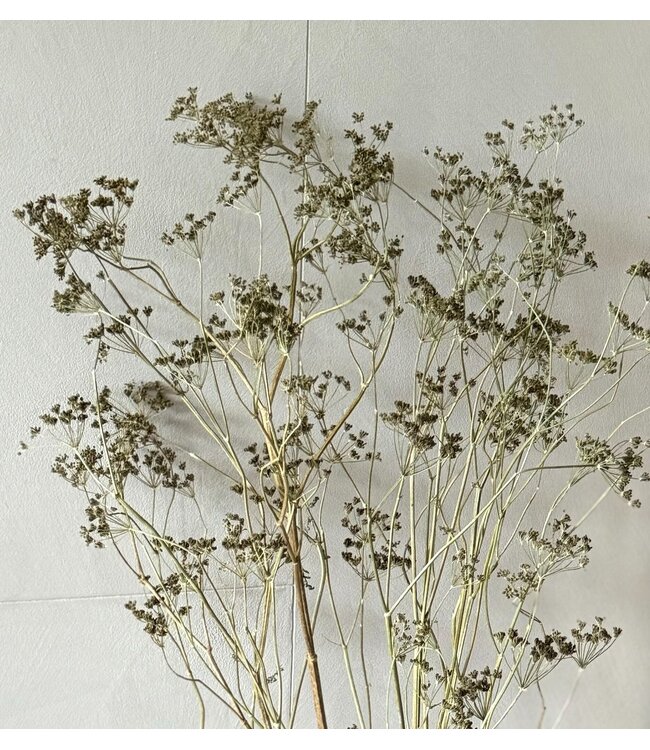 Anethum Dill fleurs séchées vert naturel | Longueur ± 90 centimètres | Poids ± 150 grammes