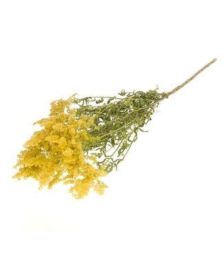 Dutch Dried Natural yellow Solidago Flower dried flowers | Length ± 60 centimetres | Weight ± 100 grams