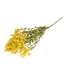 Solidago fleur séchée naturelle | Longueur ± 60 centimètres | Poids ± 100 grammes