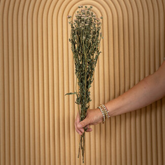 Dutch Dried Natürlich hellviolette Chrysanthemen Minima Trockenblumen | Länge ± 60 Zentimeter | Gewicht ± 80 Gramm