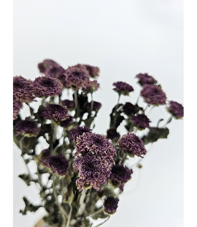 Chrysanthèmes PomPom séchés naturels violets | Longueur ± 60 centimètres | Poids ± 100 grammes