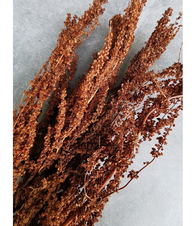 Palak Stick de fleurs séchées naturelles | Longueur ± 70 centimètres | Poids ± 100 grammes