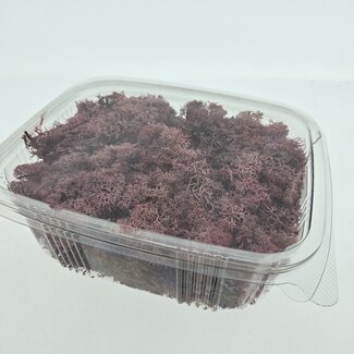 Casa Alegria Pink preserved Reindeer Moss from Iceland | Packed per 150 grams