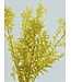 Ruscus jaune fleurs séchées | Longueur ± 65 centimètres | Par 5 branches