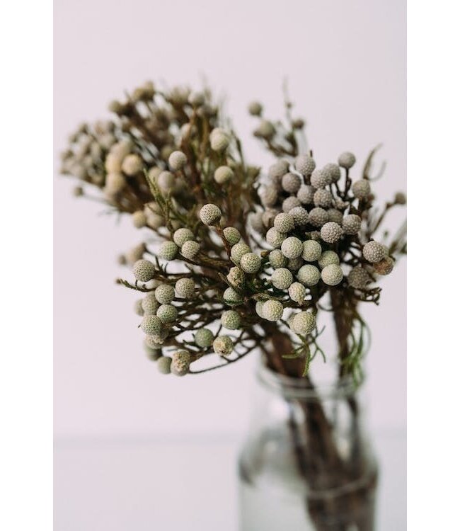 Naturel grijze Silver Brunia droogbloemen | Lengte ± 40 centimeter | Gewicht ± 50 gram