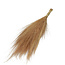 Natural light brown Barba de Bode dried flowers | Length ± 55 centimetres | Weight ± 50 grams