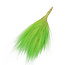 Green Barba de Bode dried flowers | Length ± 55 centimetres | Weight ± 50 grams