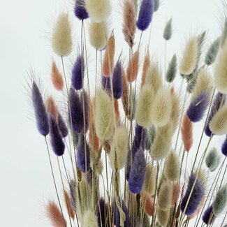 MyFlowers Boeket droogbloemen Lagurus Pastel Mix |  | Lengte ± 65 centimeter | Gewicht ± 100 gram