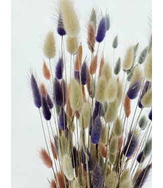MyFlowers Bouquet of dried flowers Lagurus Pastel Mix |  | Length ± 65 centimetres | Weight ± 100 grams