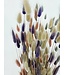 Bouquet de fleurs séchées Lagurus Pastel Mix |  | Longueur ± 65 centimètres | Poids ± 100 grammes