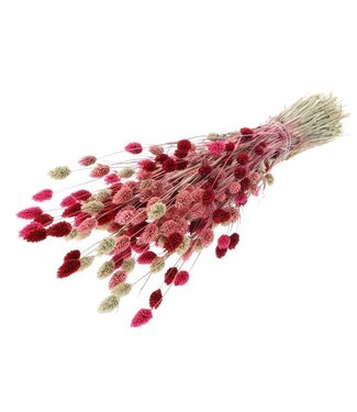 MyFlowers Bouquet de fleurs séchées Phalaris Lady Mix |  | Longueur ± 65 centimètres | Poids ± 175 grammes