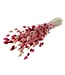 Bouquet of dried flowers Phalaris Lady Mix |  | Length ± 65 centimetres | Weight ± 175 grams