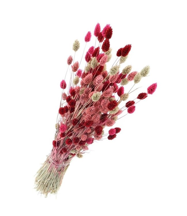 Bouquet de fleurs séchées Phalaris Lady Mix |  | Longueur ± 65 centimètres | Poids ± 175 grammes
