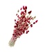 Bouquet of dried flowers Phalaris Lady Mix |  | Length ± 65 centimetres | Weight ± 175 grams