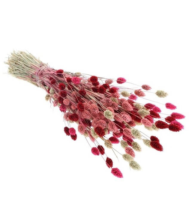 Bouquet de fleurs séchées Phalaris Lady Mix |  | Longueur ± 65 centimètres | Poids ± 175 grammes