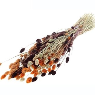 MyFlowers Bouquet of dried flowers Phalaris Terra Mix |  | Length ± 65 centimetres | Weight ± 175 grams