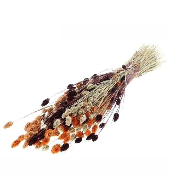 Bouquet de fleurs séchées Phalaris Terra Mix |  | Longueur ± 65 centimètres | Poids ± 175 grammes