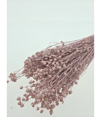 Dutch Dried Linum rose - Lin séché | Longueur ± 55 centimètres | Poids ± 150 grammes