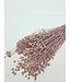 Pink Linum - Flax dried flowers | Length ± 55 centimetres | Weight ± 150 grams