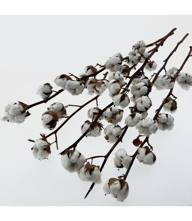 Natural cotton branches | 6 - 7 white cotton balls per branch | ± Length 55 centimetres