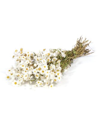 Dutch Dried Weiße natürliche Rhodante Trockenblumen | Länge ± 45 Zentimeter | ± 35 Blumen pro Bund
